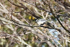 散歩道でシジュウカラ２