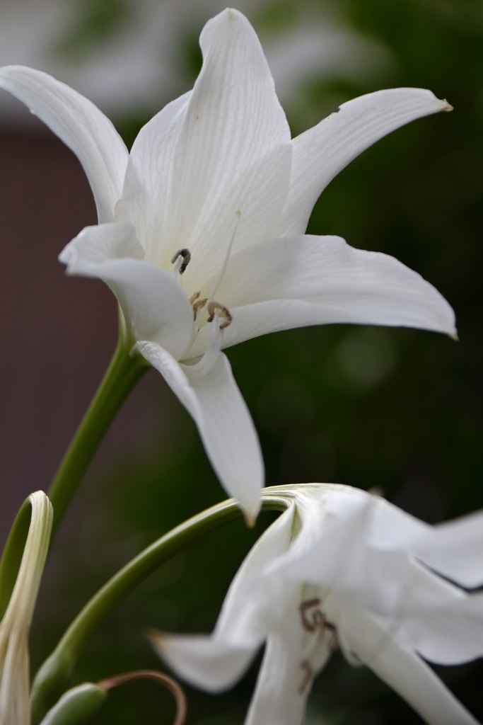 ご近所のインドハマユウ３