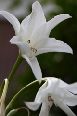 ご近所のインドハマユウ３