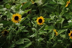 花散歩ひまわり１
