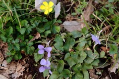 すみれを見つけた１