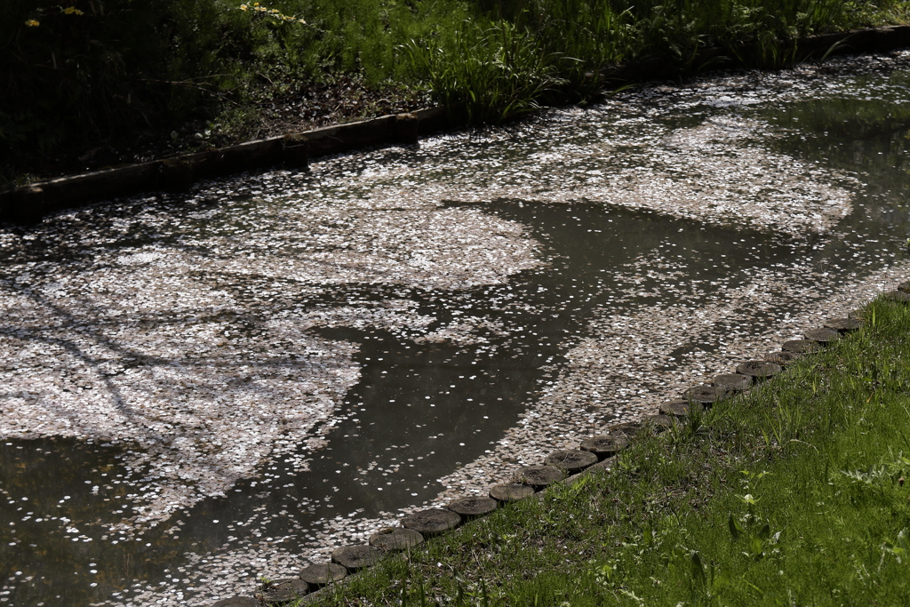 花筏となって６