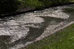 花筏となって６