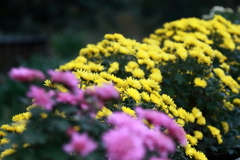 花散歩小菊５