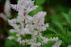 花散歩アワモリソウ１