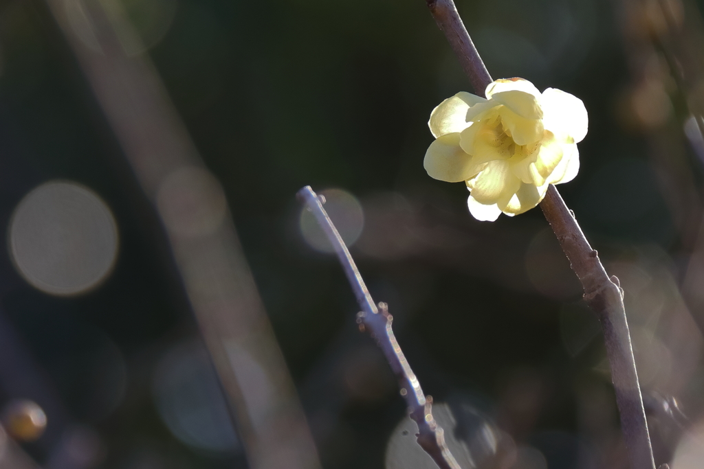 蠟梅の香り４