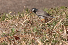 食事に忙しいムクドリ