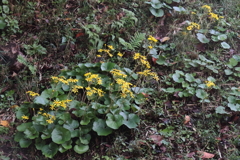 斜面のツワブキ