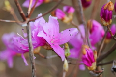 花散歩ツツジ３