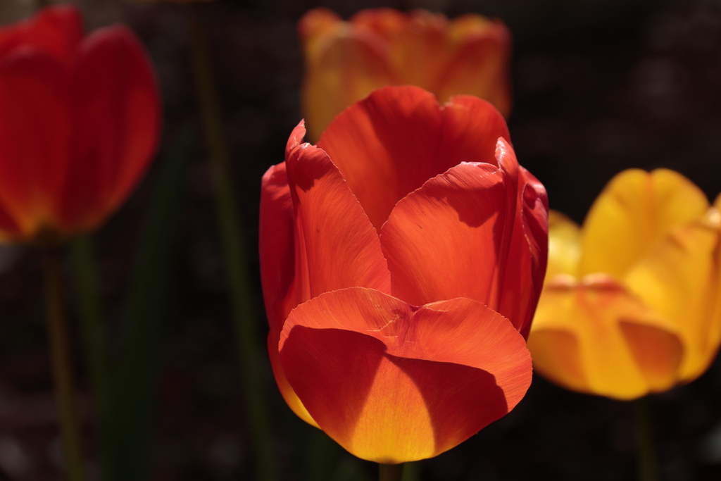 春、チュリップ12