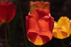 春、チュリップ12