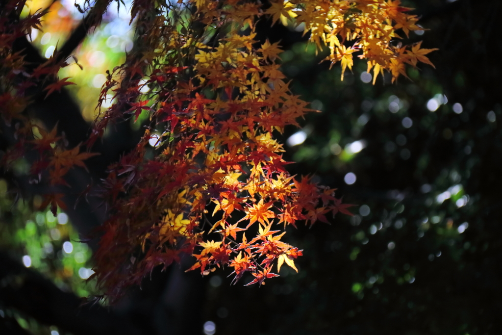 晩秋に輝く４