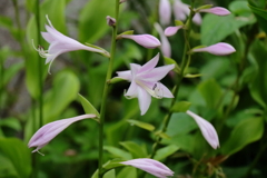 花散歩ギボウシ