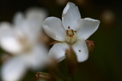 花散歩シャリンバイ３