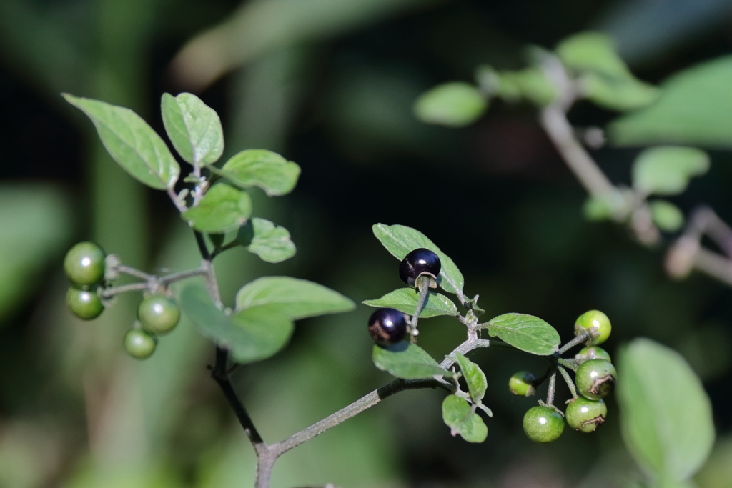 イヌホウズキ熟す２