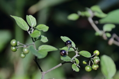イヌホウズキ熟す２