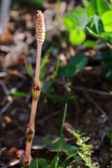 花散歩つくし2