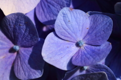 紫陽花いろいろ５