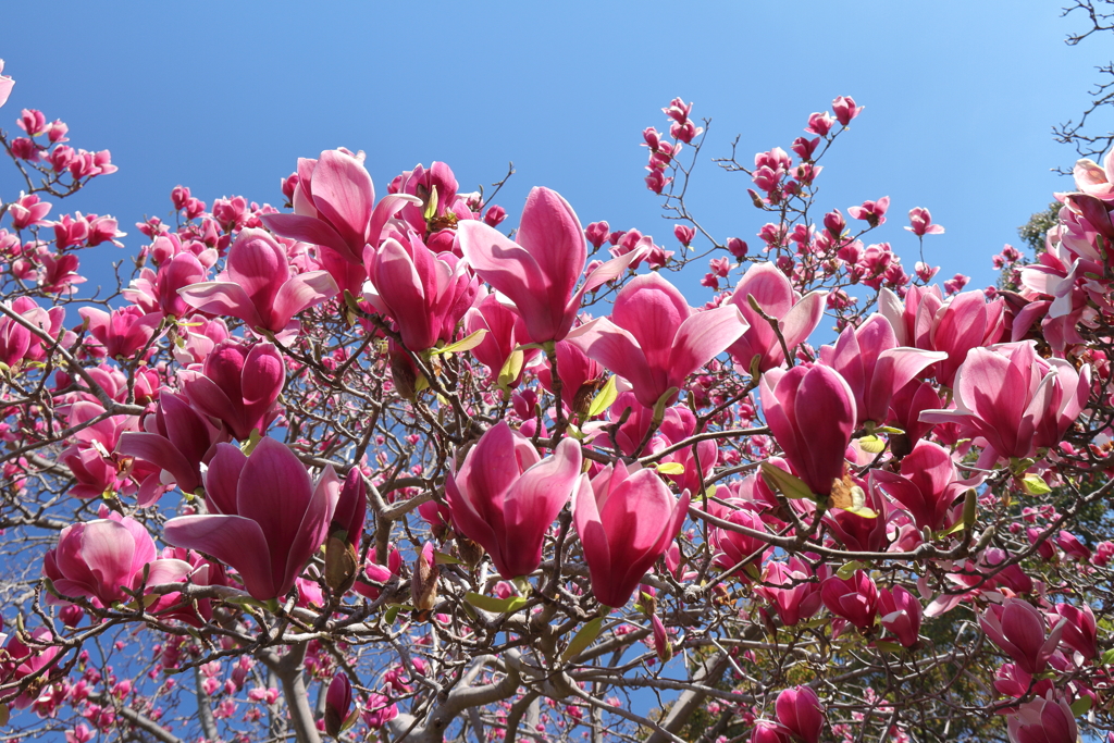 植物園から「木蓮」4