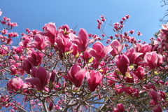 植物園から「木蓮」4