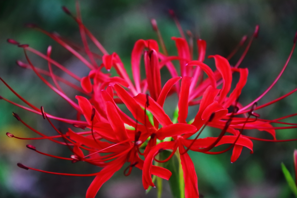 花散歩彼岸花５