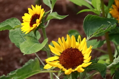 花散歩ヒマワリ