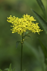 花の歳時記　オミナエシ