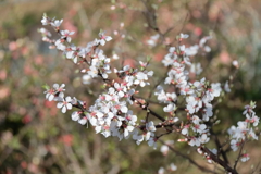 花散歩ユスラウメ