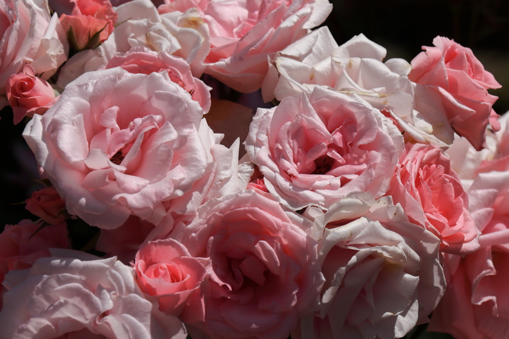 ヨコハマローズウィーク　プリンセスアイコ