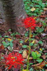 花散歩彼岸花４