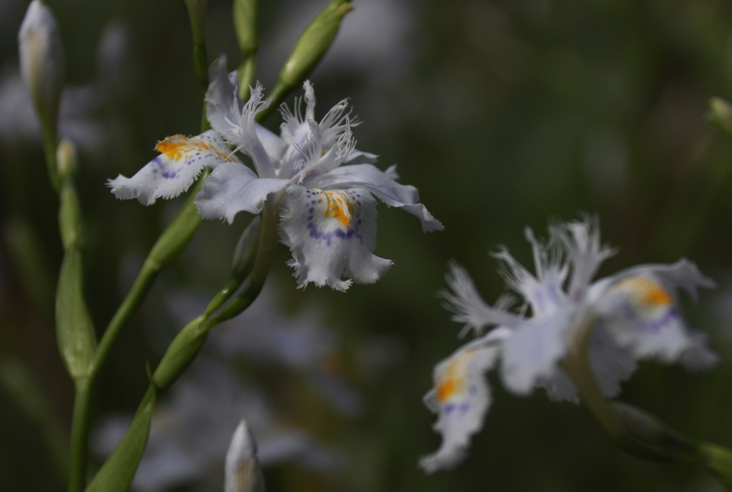 シャガ里山に咲く１