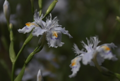 シャガ里山に咲く１