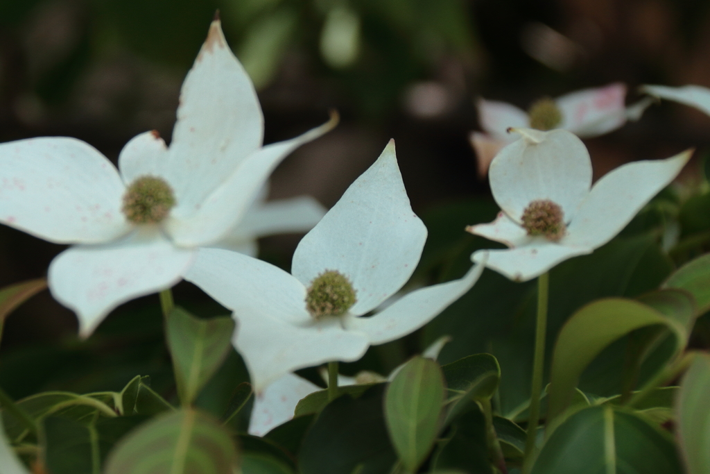 山法師に出会えた