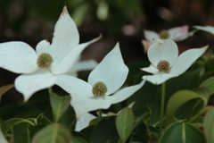 山法師に出会えた