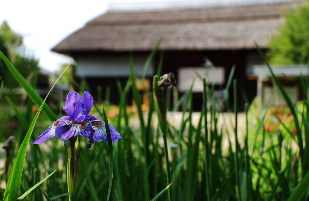 アヤメの咲く古民家