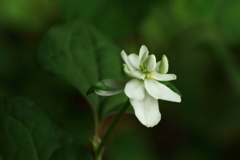 花散歩　八重咲きドクダミ３