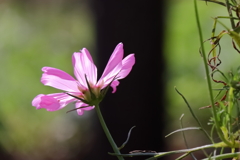 西陽コスモス１