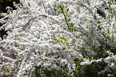 花散歩真っ白ユキヤナギ