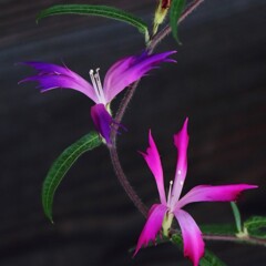 変化朝顔6