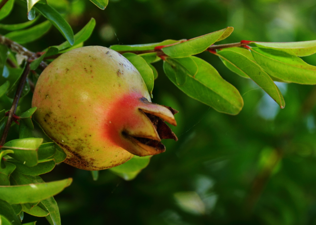 秋を待つザクロ
