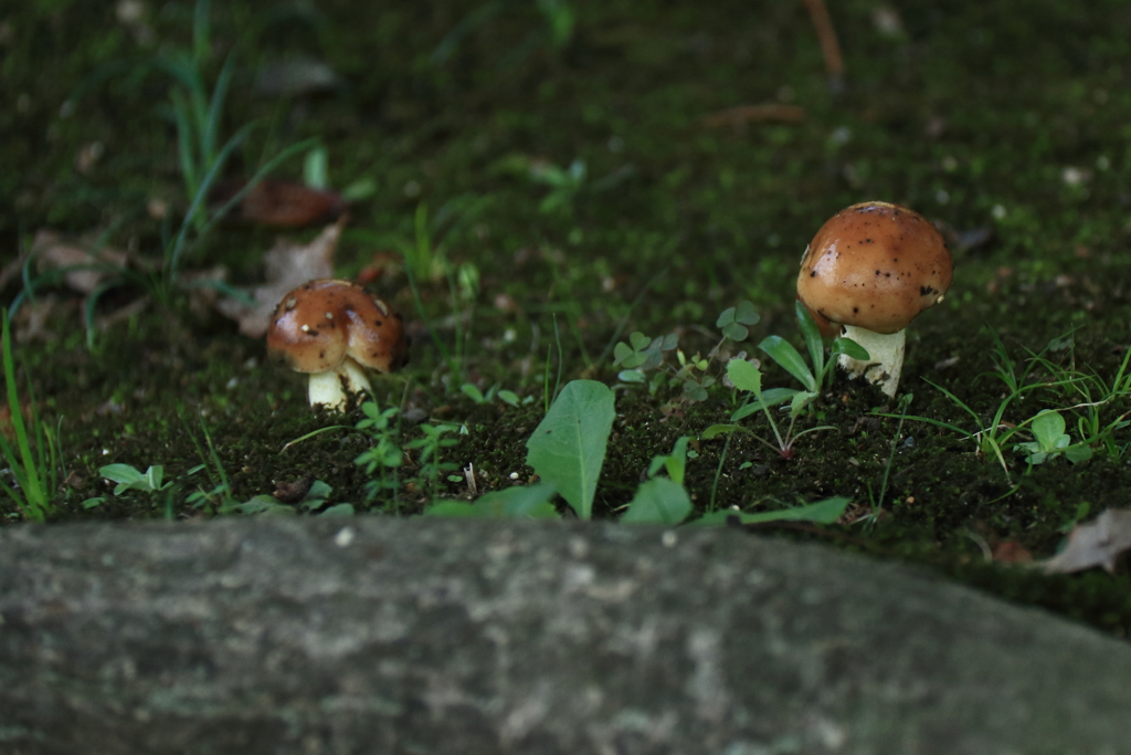 頭を出したキノコ１