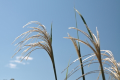 花散歩ススキ