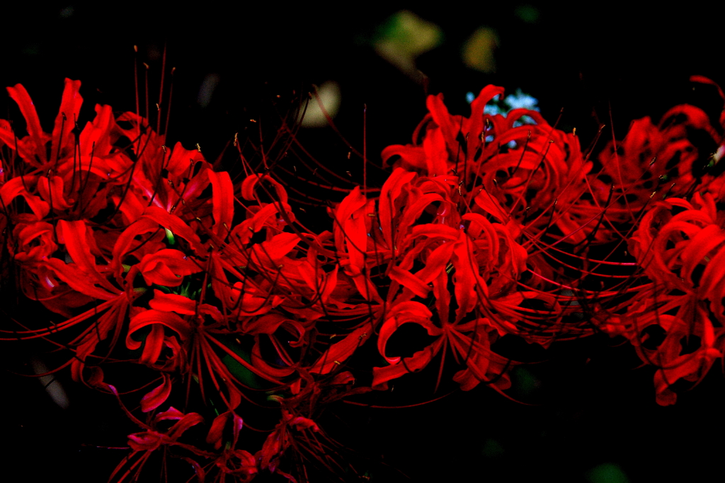 紅いうねり