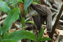 ウラシマソウ２