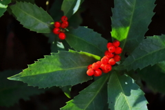 花散歩センリョウ