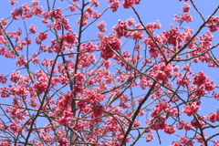 寒緋桜満開１