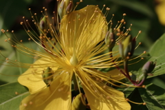 花散歩ビョウヤナギ１