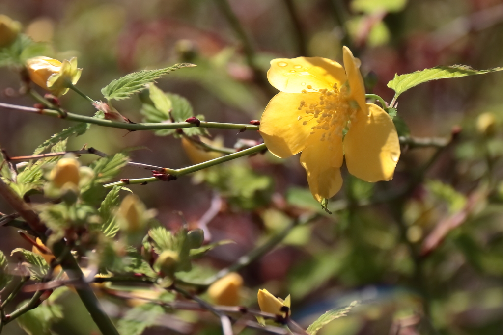 花散歩やまぶき１