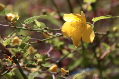 花散歩やまぶき１