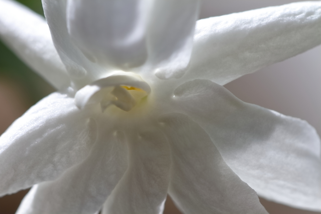 やっと咲いた１